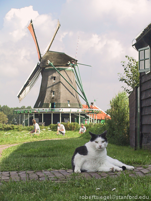 windmill guard cat
